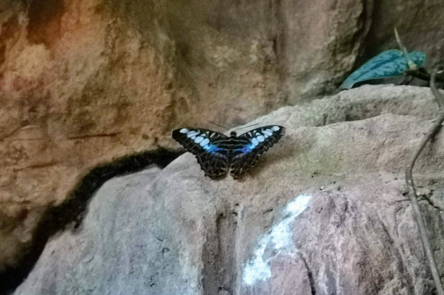10-butterfly2.jpg