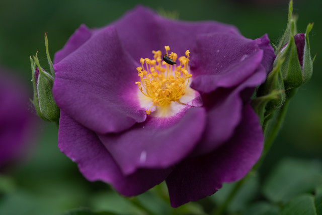 DSC03952 копия.jpg