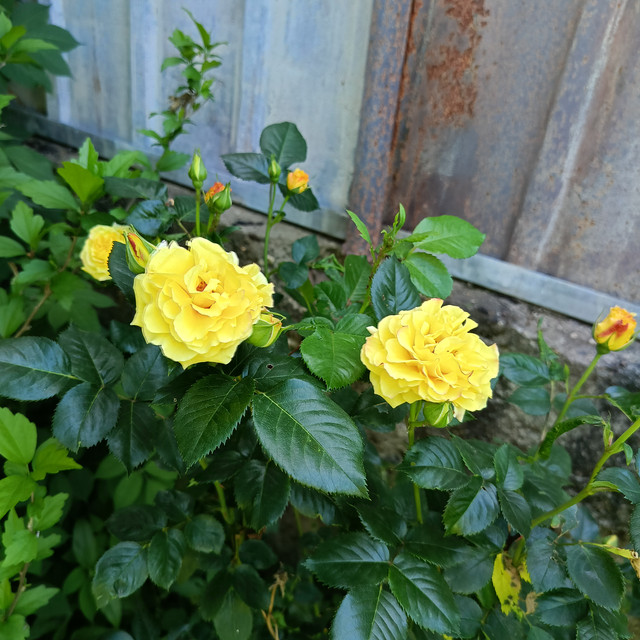 IMG20260530173620