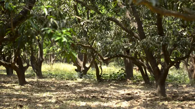 [Image: aam-bagicha.webp]