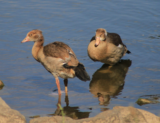 гус2.jpg