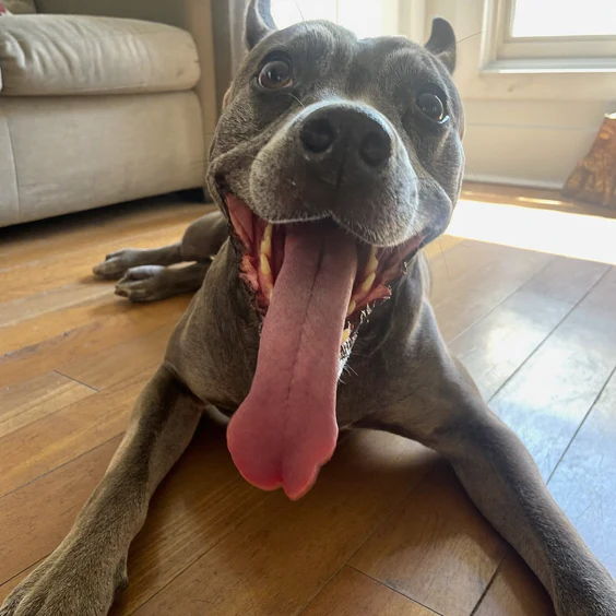 Dog panting heavily on a warm afternoon