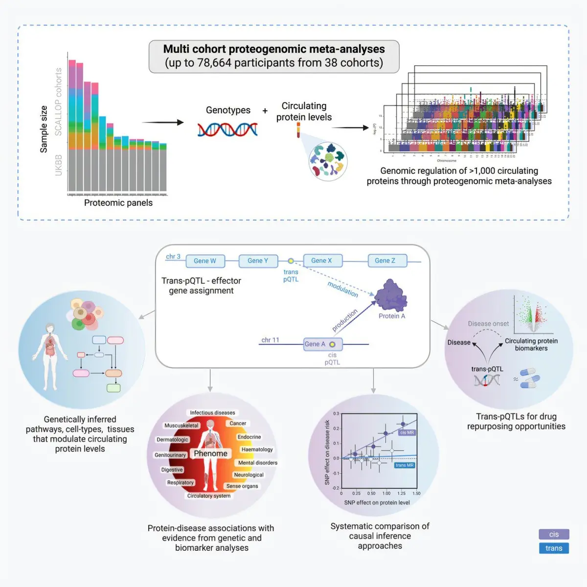 Blood Protein Study Reveals New Disease Insights