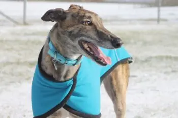 Top Supplements for Healthy Greyhound Puppies