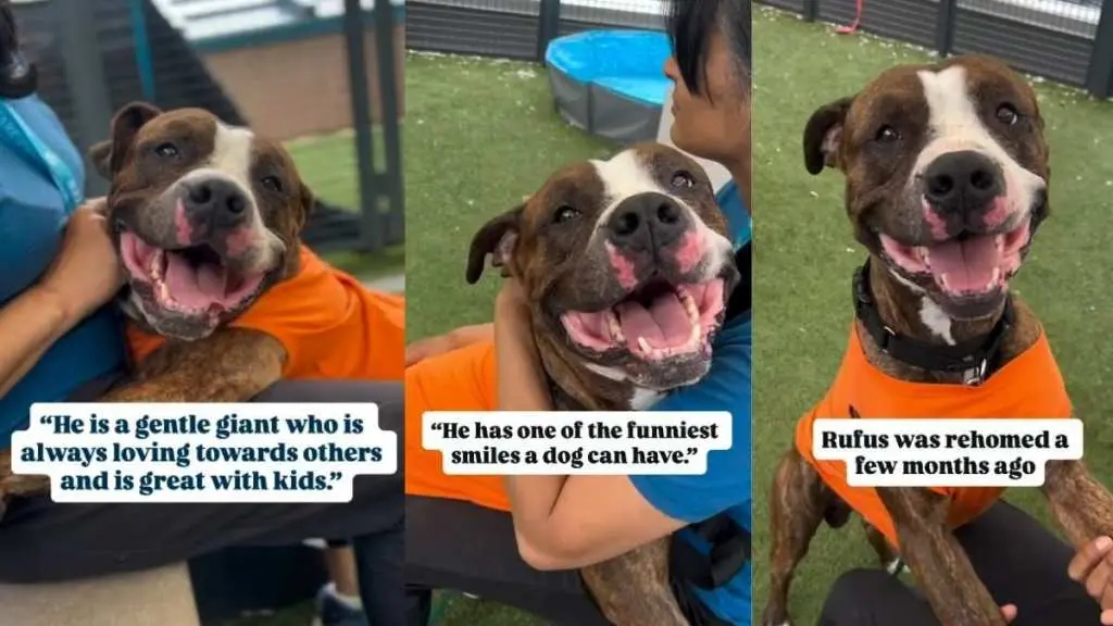 Former Stray Rufus Finds Hope at Queens Shelter, Awaiting a New Family