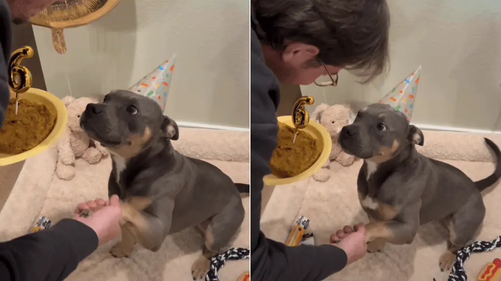 Loyal Dog's Affectionate Gaze Steals the Show at Birthday Bash
