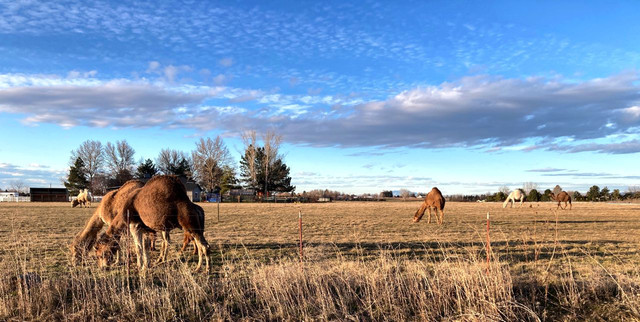 camels 3.jpg