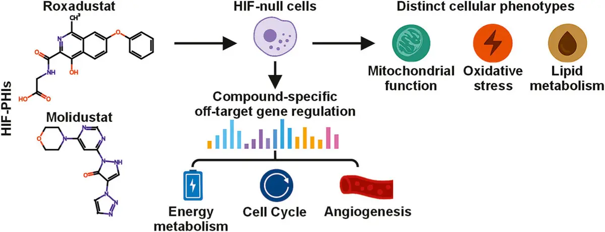 Anemia Drug Reveals Surprising Benefits in Cancer Therapy