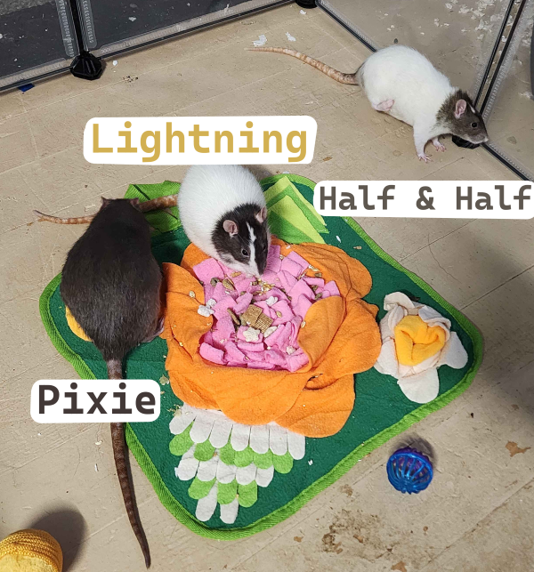 lightning halfhalf pixie