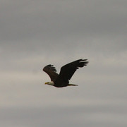 Seals-11