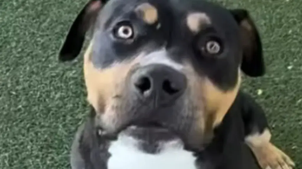 A Shelter Dog's Hopeful Journey to Find a Family