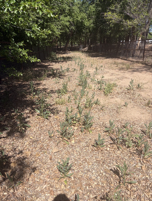 Tito's Lawn Care professional results in Albuquerque