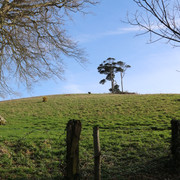 IMG 5919