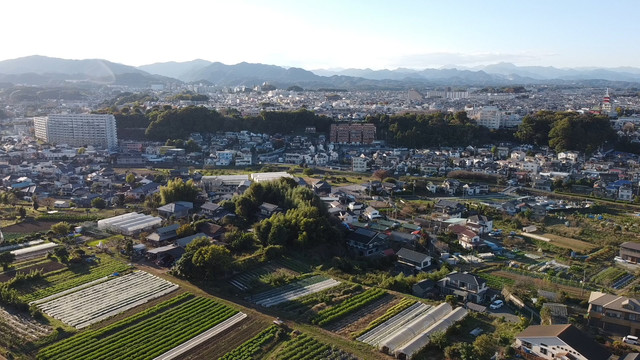 66