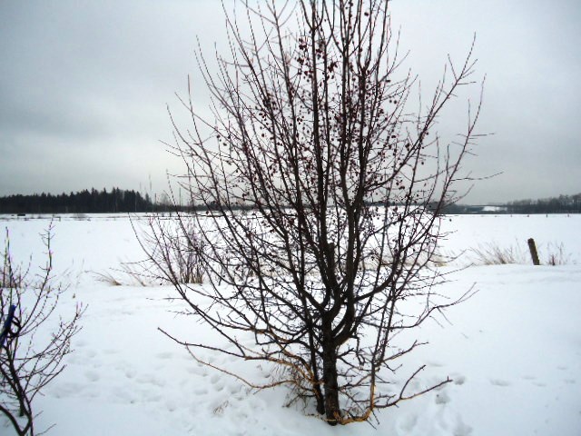 IPB Image