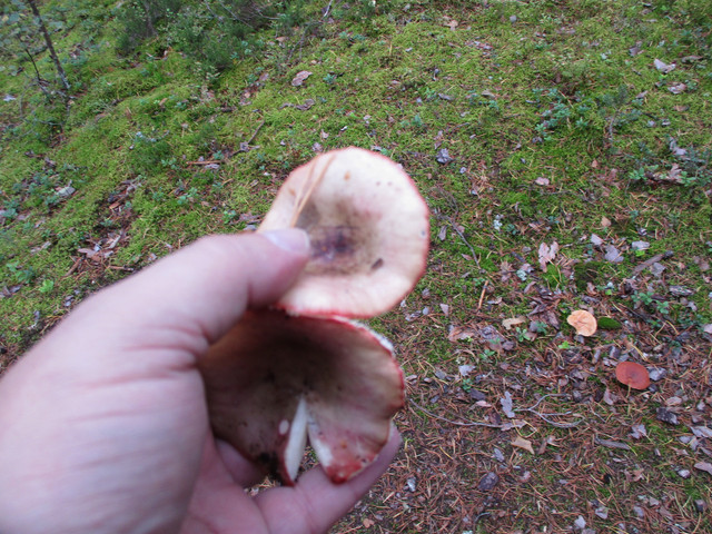 IMG-0741