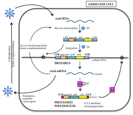 mRNA.png
