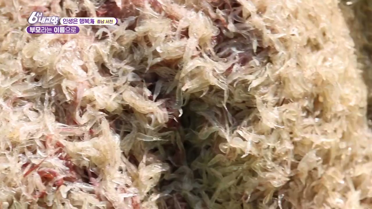 6시내고향 인생은 행복해 서천 자하젓 식당 캡처