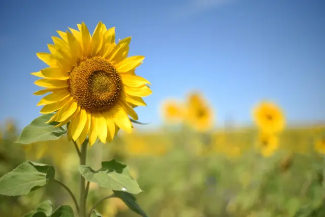 Summer Background.webp