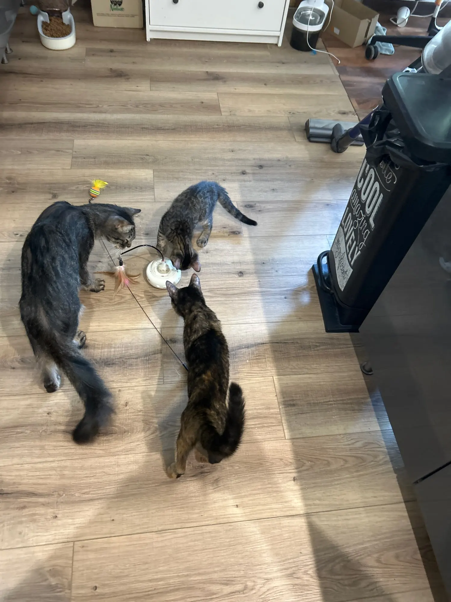 Cat toy customer review