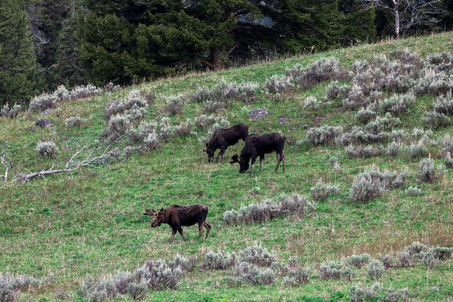 Bison on Yellowstone hillside