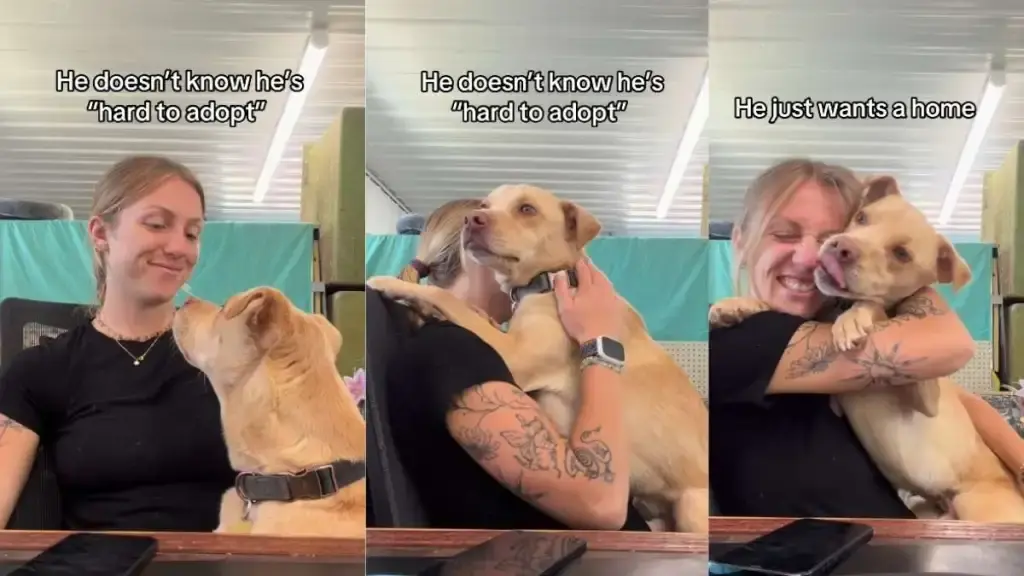 Rescue Dog's Heartwarming Moment Goes Viral, Proving Love Knows No Flaws