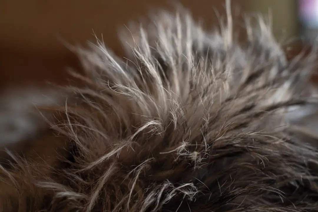 Fluffy Kitten Finds Happiness Despite Stunted Growth in New Home