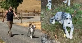 Rescued Sheepadoodle Finds Sanctuary
