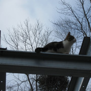 IMG-1295