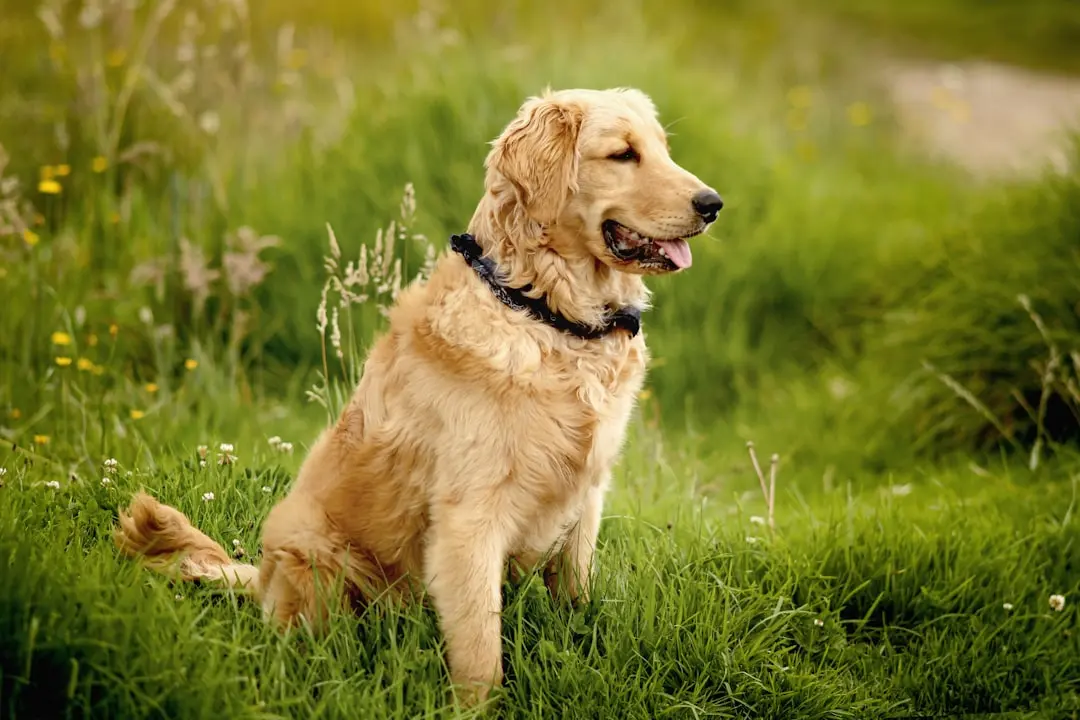 Puppy's Delight: Goldendoodle Recognizes Owner's Voice on Camera