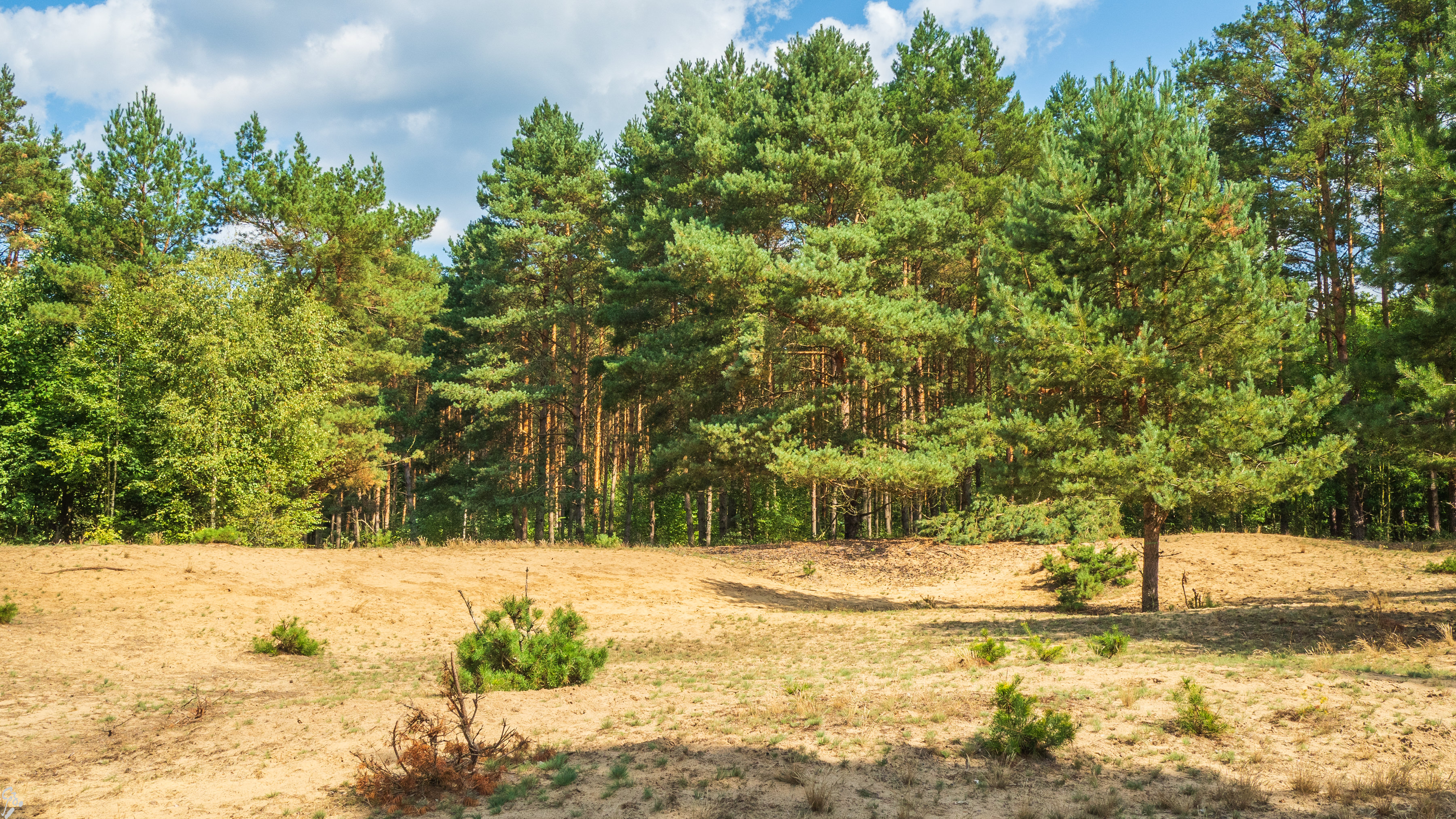 kampinos-16