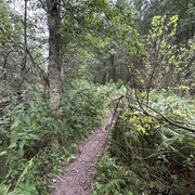 IMG 4458