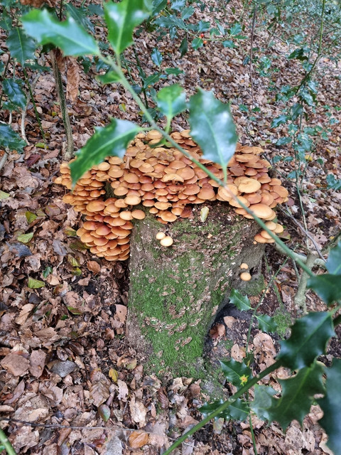 sla