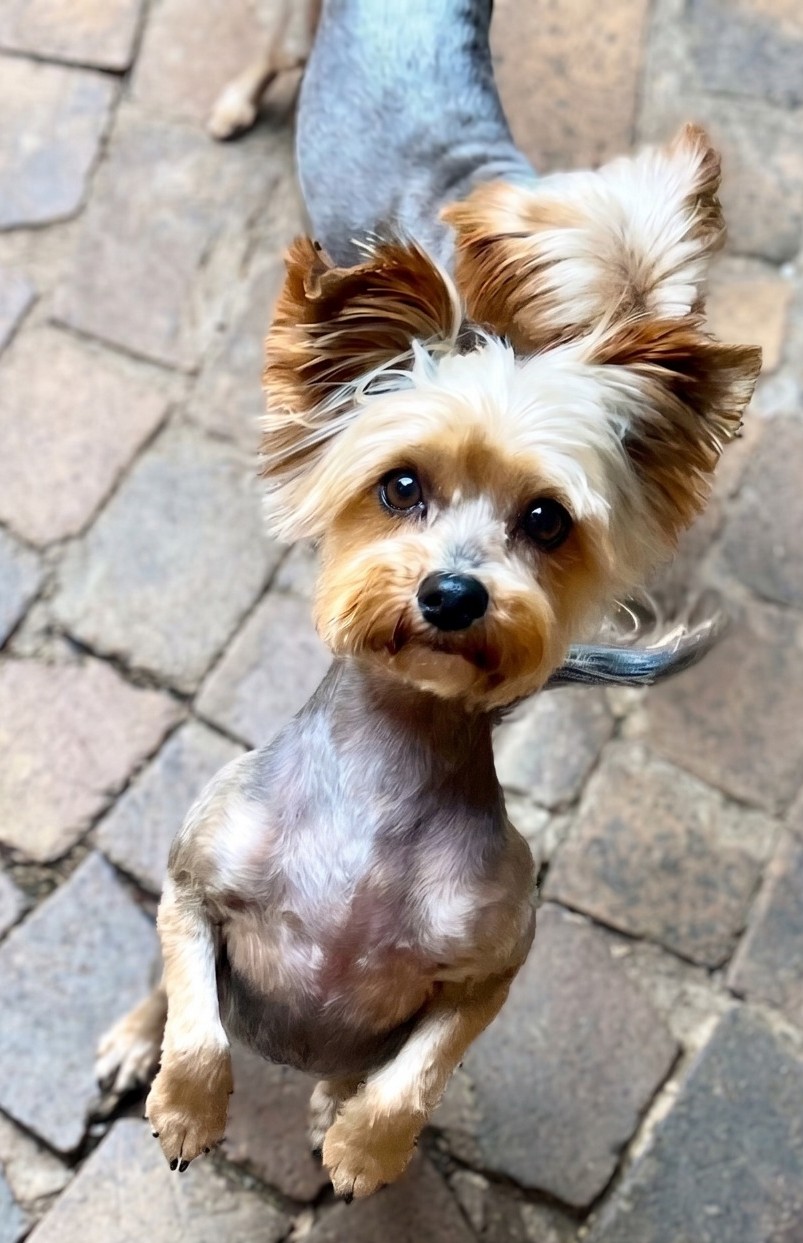 Angel, a 10-year-old female Yorkshire Terrier rescue dog in Pretoria