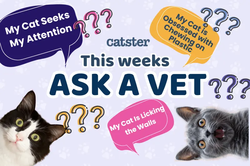Help! My Cat Is Seeking My Attention!
