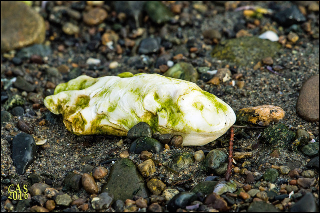 oyster-shell-4022