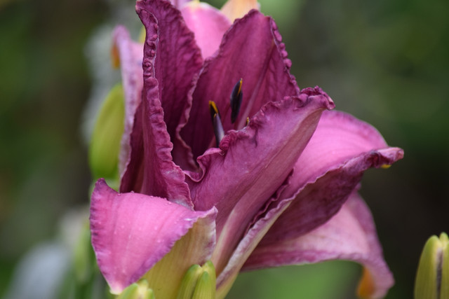 DSC 0492.jpg