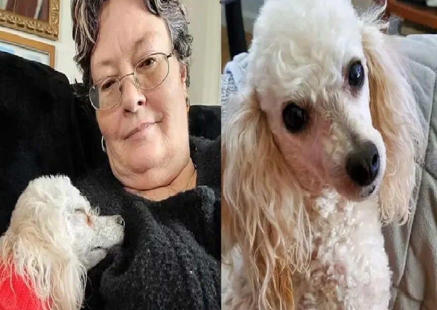 Una caniche salvó la vida de su dueña, que sufrió un infarto