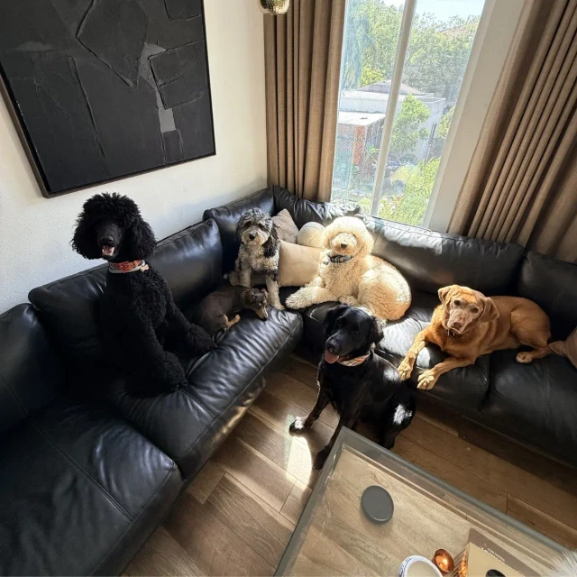 Dogs at Duke's Doggy Daycare