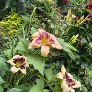 hemerocallis2
