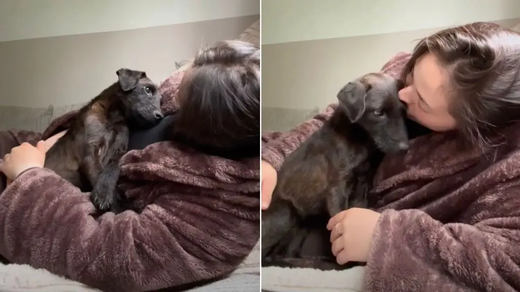 Rescue Puppy Overflows with Love for Owner