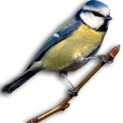 4032