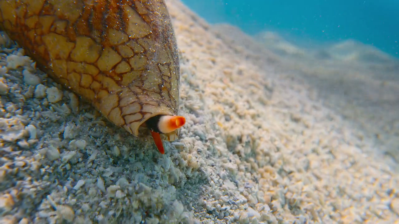 Puff: Wonders of the Reef Screenshot
