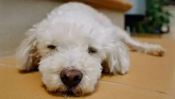 Relieving Poodle Itchiness Naturally