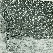 kli00129