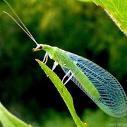 lacewing