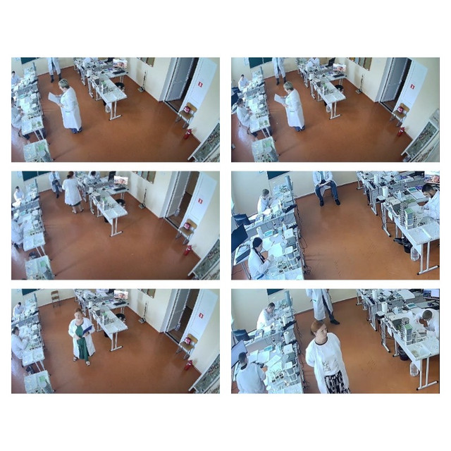 collage-12