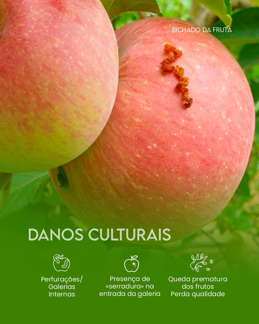 Danos Culturais Bichado da Fruta