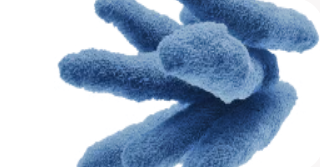 Bacillus Subtilis
