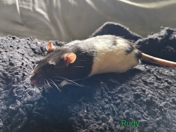 rudy
